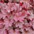 Heuchera 'Berry Smoothie' ®