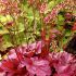 Heuchera 'Berry Smoothie' ®