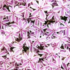 Phlox subulata ´Candy Stripes´