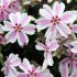 Phlox subulata ´Candy Stripes´