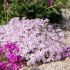 Phlox subulata ´Candy Stripes´