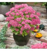 Sedum telephium ´Herbstfreude´