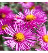 Aster dumosus 'Island Bahamas' ®