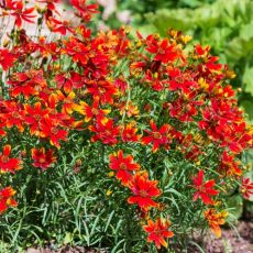 Coreopsis verticillata ´Ladybird´®