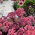 Sedum ´Dark Magic´®