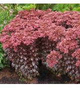 Sedum ´Dark Magic´®