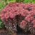 Sedum ´Dark Magic´®