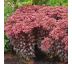 Sedum ´Dark Magic´® Ø13 / 1L