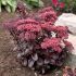 Sedum ´Dark Magic´®