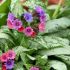 Pulmonaria ´Silver Bouquet´®