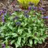 Pulmonaria ´Silver Bouquet´®