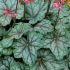 Heuchera ´Peppermint Spice´®