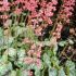 Heuchera ´Peppermint Spice´®