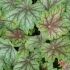 Heuchera ´Peppermint Spice´®