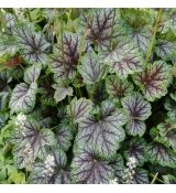 Heuchera ´Peppermint Spice´® 9x9 / 0,5L