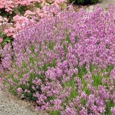 Levanduľa úzkolistá 'Rosea'