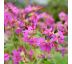 Geranium macrorrhizum ´Bevan´s Variety´ 9x9 / 0,5L