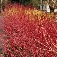 Cornus stolonifera 'Kelseyi'