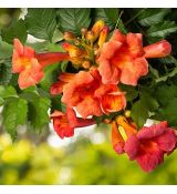 Campsis radicans