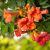 Campsis radicans