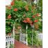 Campsis radicans