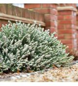 Erica carnea ´Winter Snow´