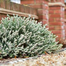 Erica carnea ´Winter Snow´