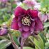 Helleborus ´Doubel Ellen Purle´