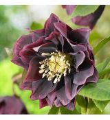 Helleborus ´Doubel Ellen Purle´