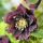 Helleborus ´Doubel Ellen Purle´