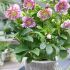 Helleborus ´Doubel Ellen Pink´