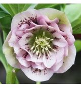 Helleborus ´Doubel Ellen Picotee Spotted´