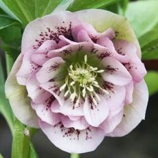 Helleborus ´Doubel Ellen Picotee Spotted´