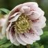 Helleborus ´Doubel Ellen Picotee Spotted´