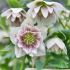 Helleborus ´Doubel Ellen Picotee Spotted´