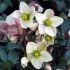 Helleborus x nigercors ´Emma´