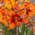 Crocosmia 'Emily McKenzie'