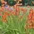 Crocosmia 'Emily McKenzie'