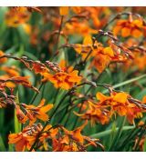 Crocosmia 'Emily McKenzie'