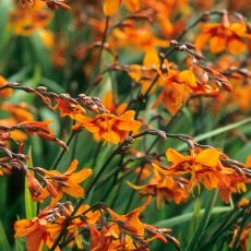 Crocosmia 'Emily McKenzie'