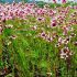 Coreopsis ´Sweet Dreams´