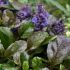 Ajuga reptans 'Simon´s Type´