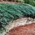 Juniperus horizontalis ´Blue Chip´