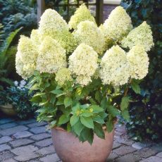 Hydrangea paniculata ´Limelight´®