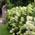 Hydrangea paniculata ´Limelight´®