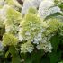 Hydrangea paniculata ´Limelight´®