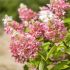 Hydrangea paniculata ´Pink Lady´