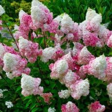 Hydrangea paniculata ´Pink Lady´