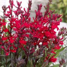 Lobelia x Speciosa ´Starship Scarlet´