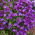 Aubrieta ´Royal Blue´